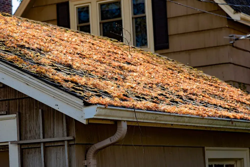 Autumn leaves covering an old worn out roof as well as the gutter