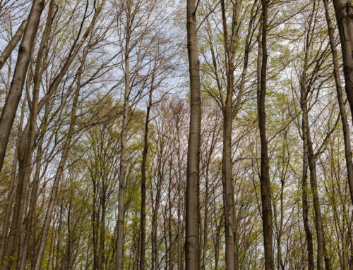 Essential Tips to Prepare Your Home for Spring in MN